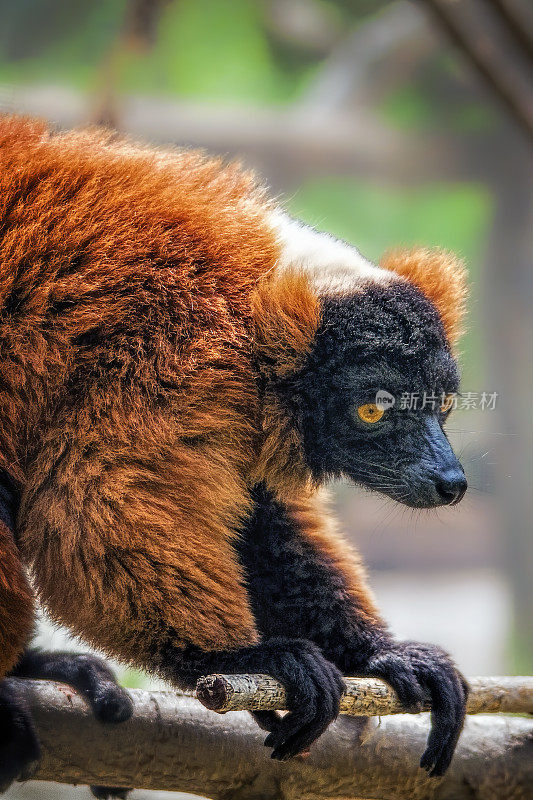 红狐猴(Varecia rubra)